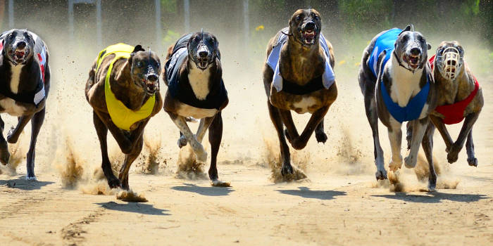 Scottish Green Party MP Calls for End of Last Greyhound Racing Property