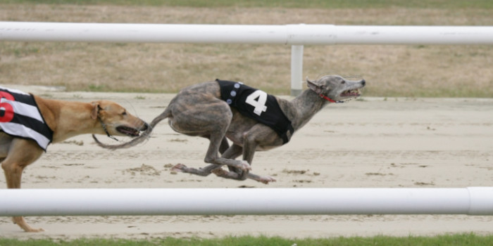 New Bill Proposal Puts Connecticut on Its Way to Ban Greyhound Racing